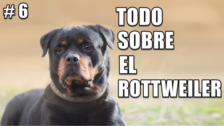 Sentencia Casación 22562012: Empresa Obligada a Indemnizar por Lesiones de Rottweiler en Cajamarca